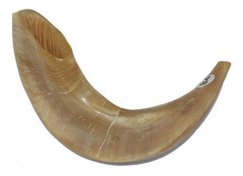 Imagem 2 de 6 de Shofar Chifre De Carneiro De Tocar - De Israel 40-44 Cm