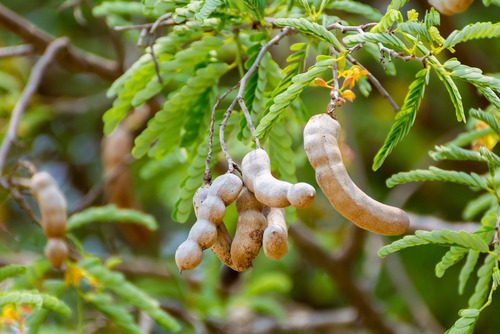 Semilla De Tamarindo Biocomer Bioocomer De 1kg