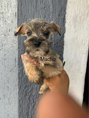 Schnaucer, Schnauzer