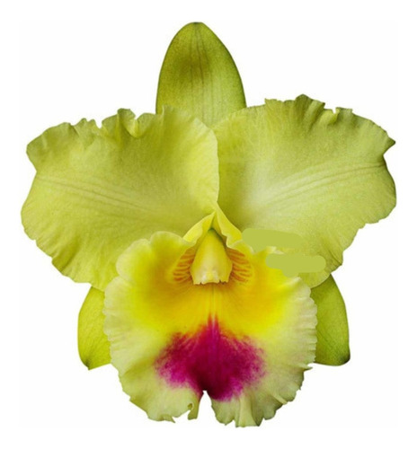 Muda Orquídea Cattleya Blc. Goldenzelle Flor Amarela