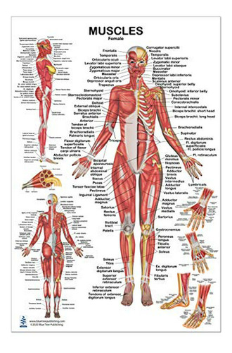 Póster Anatomía Muscular Femenina 24x36 