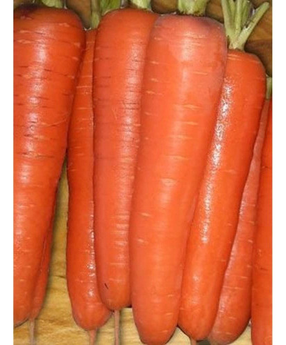 Zanahoria Tendersweet Great Heirloom Vegetable 5000 Seeds