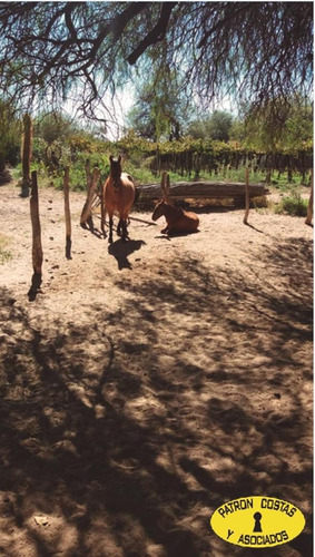 Imagen 11 de 16 de 2401hp-hosteria Campo Valles Calchaquies