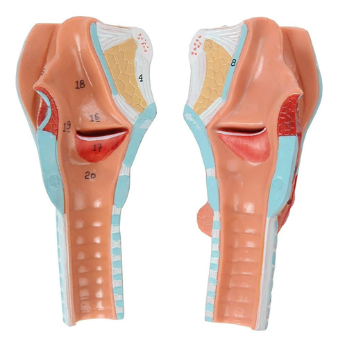 Laringe Humana Con Diente Y Lengua Modelo Anatomia Garganta