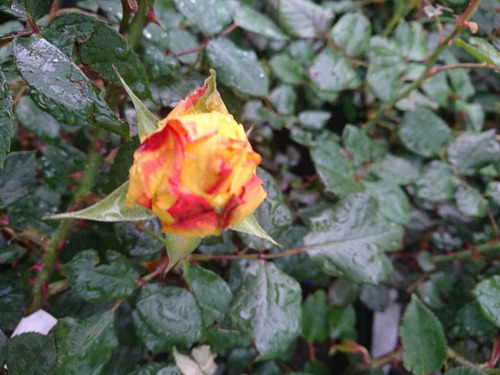 Rosa, Rosales, Regalo San Valentin, Dia De Los Enamorados