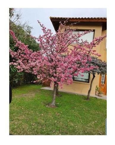 Árbol Sakura Cerezo Japones 1.50 A 1.70mt Ornamental Rosado 