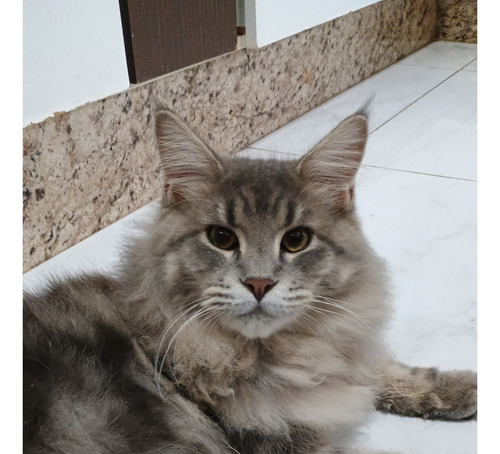 Gato Maine Coon Filhotes (gatil Saymon Cats)