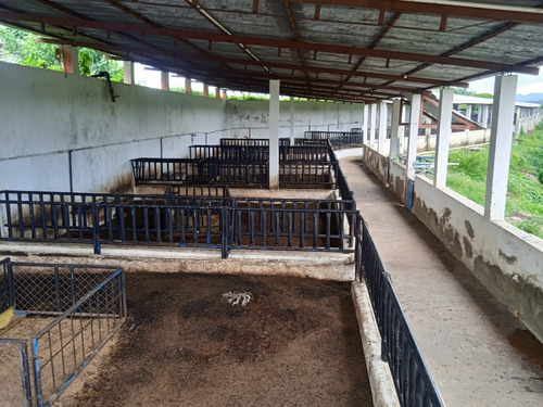 Imagen 24 de 25 de Finca Venta Lara Acarigua En Venta (gamelotal) De 251 Hectareas