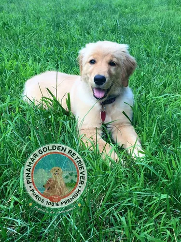 Golden Retriever Premium De Selección - Criados Con Amor