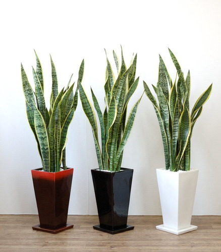 Sansevieria, Espada De San Jorge, Lengua De Suegra, Planta