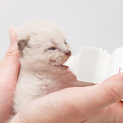 1 Juego De Biberones Pequeños De 50 Ml Para Mascotas Recién