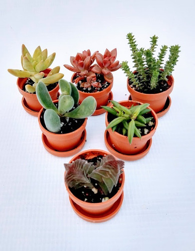 Suculentas Mini Mix 70 Pzas Envio Gratis