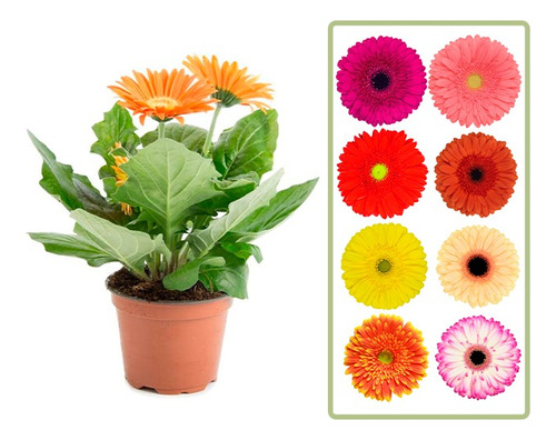 Cuidar Gerberas
