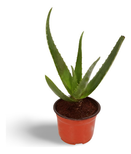 Planta Para Que Sirve Comer Sabila En Ayunas