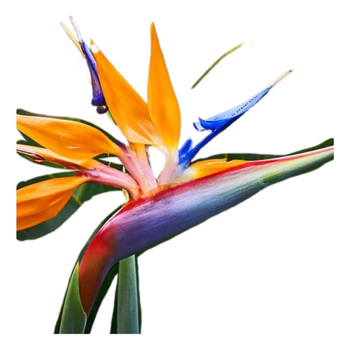 Strelitzia Reginae Grande Con Flor! Flor Del Pajaro 1mt