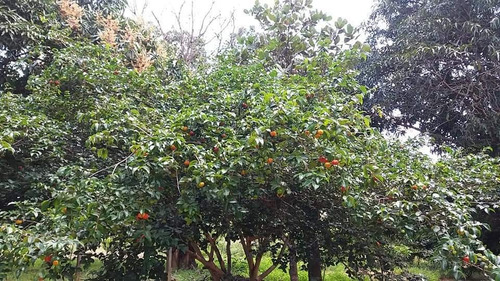 Imagem 3 de 8 de Vende Se Ou Troca Chácara Com Bela Vista.