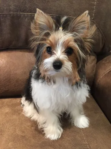 Cachorros Yorkie Biewer Perros Cúcuta Ibagué Santa Marta Pet