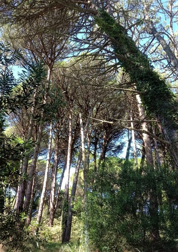 Imagen 11 de 12 de Impresionante Lote En Cariló