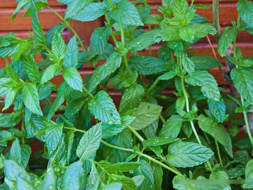 Menta 100 Gr, Erva Seca Para Chá