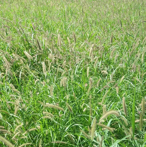 Semillas De Pasto Zacate Bufferl 1 Kg + Abono