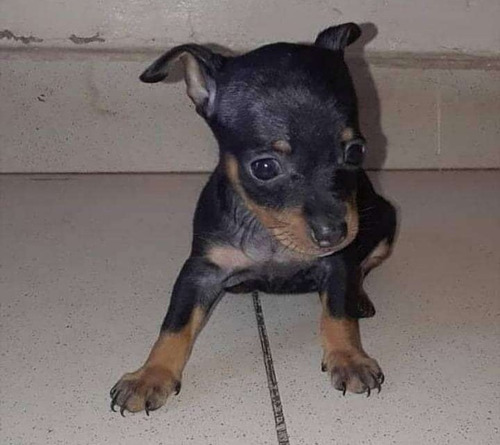 Imagen 2 de 2 de Cachorra Pincher Cachorros