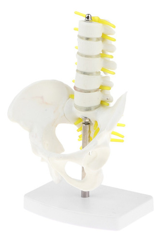 1 Pelvis Humana Y 5 Modelos Vértebras Lumbares