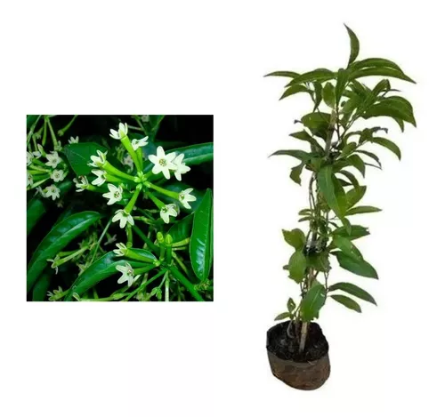 Dama-da-noite - Cestrum nocturnum 