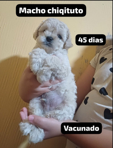 Caniche Toy Macho50 Dias Vacunados Padre Y Madre A La Vista