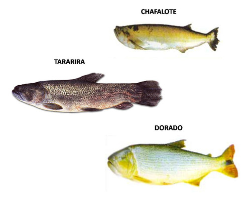 5 Lineas Linea Para Dorado Y Tararira Con 2 Lider De Acero