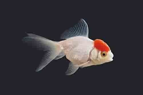 Goldfish Red Cup Chico