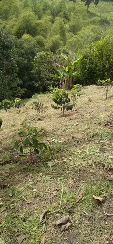 Finca