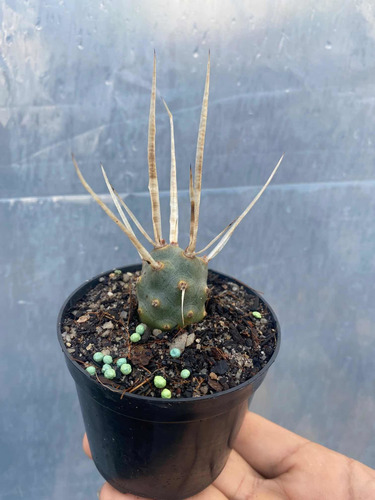 Tephrocactus Articulatus Var. Papyracanthus Astrophytum Raro