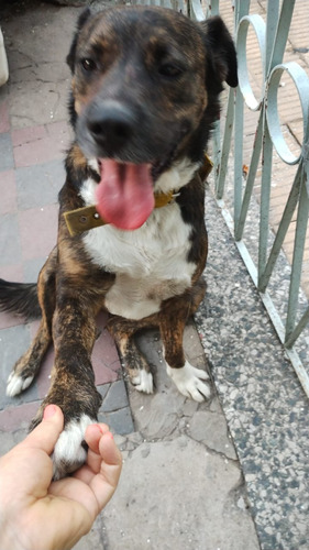 Morito, Un Amor Marmolado Pecherita Blanca Muy Mimoso, Adop