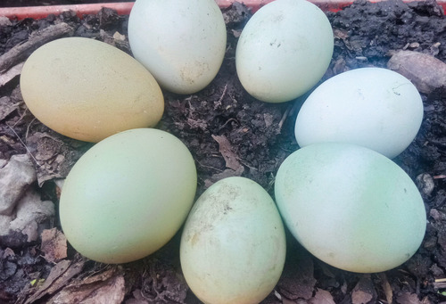8 ( 10 Envía) Huevos Fértiles De Gallinas Araucanas Mezcla.