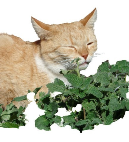 Frete Grátis + 100 Sementes De Catnip Erva Dos Gatos Nepeta 