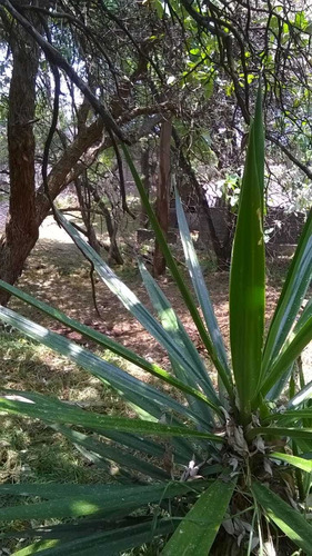 Terreno En San Andrés Totoltepec, Tlalpan