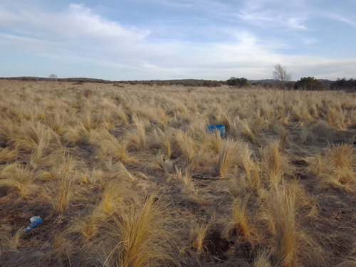 Imagen 11 de 19 de C017ta Excelente Campo De 20 Ha Para Siembra En Tasma, San Alberto