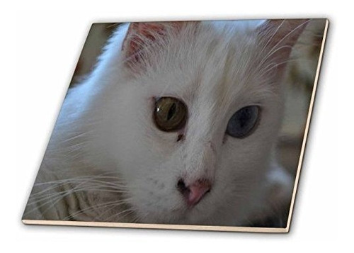 3drose Ct_52678_2 Van Cat Portrait Van Kedisi, Turkish Van C