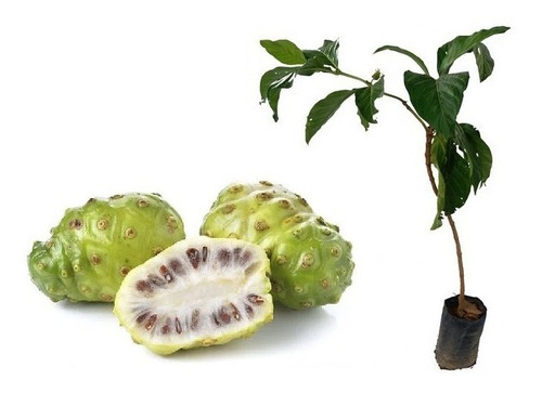 Mudas De Noni. Produz Em Meses. *promoção* Qualidade Total.