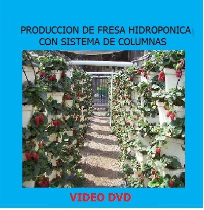 Video: Producción Fresa Hidroponica Con Sistema De Columnas