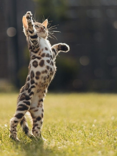 Imagen 6 de 6 de Gatito Benngali