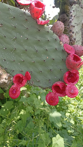 3 Pencas Nopal Tunero, Tuna Roja 3 Varidades Distintas, Lc