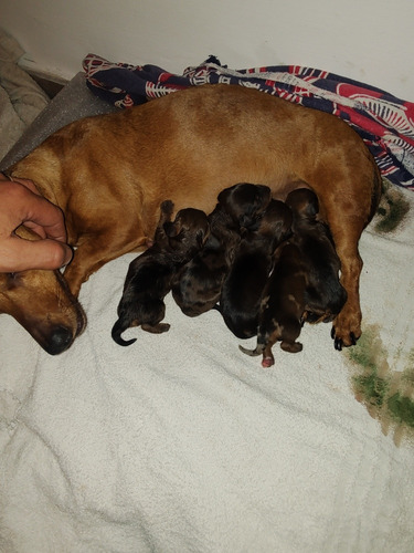 Vendo Cachorros Salchichas Exelentes Ejemplares
