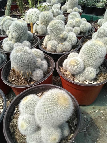 Cactus Rebutia Muscula