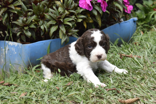 Cachorros Springer Medellin Animal Pets Colombia 