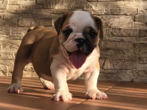 Imagen 5 de 10 de Cachorros Bulldog Inglés Con Pedigri Kcu