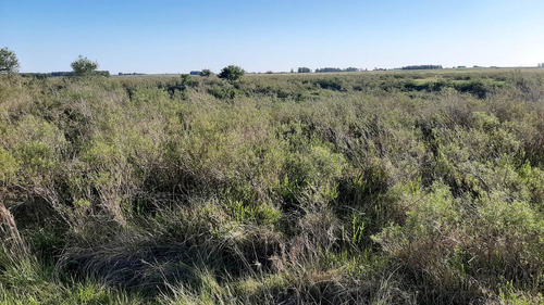 Imagen 9 de 16 de Campo 200 Hectareas Forestal Ganadero A 80kms De Montevideo