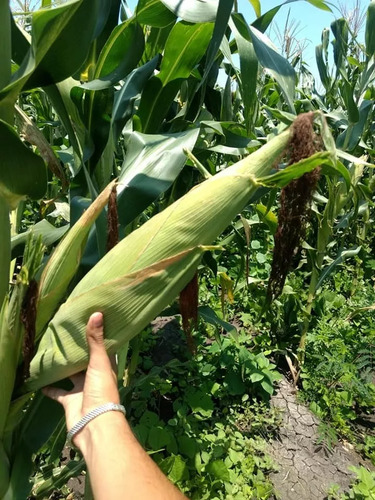 Semilla De Maiz Variedad 535 Elotero Y Grano Para Temporal