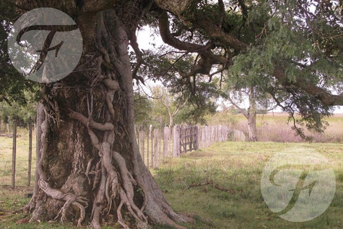 Campo Mixto En Venta - 2.270 Ha En Corrientes Con Gran Potencial Productivo