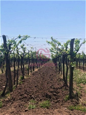 Imagen 8 de 19 de Greenwood Vende Hermosa Finca Con Viñedos, Casa, Galpon Y Pozo Para Riego